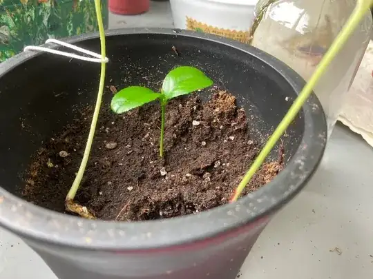 yay! one coffee sprout amongst the roselle