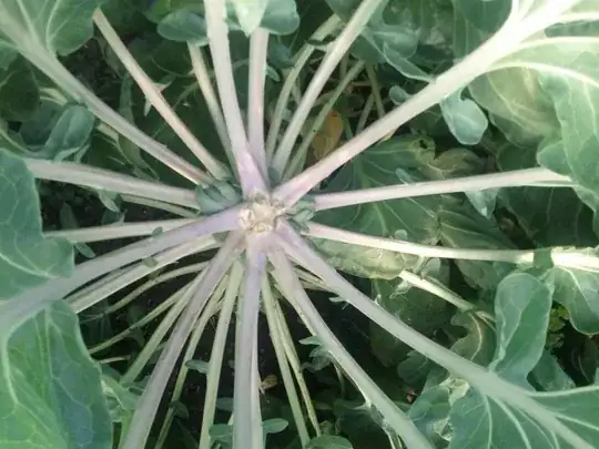 Top view of Brussels Sprouts