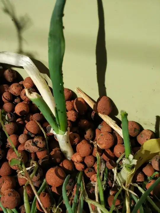 Green onions infested with aphids