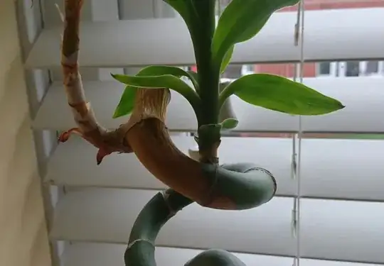 My lucky bamboo plant