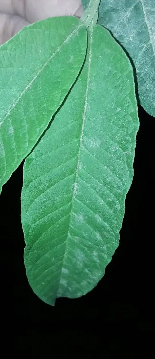 guava leaf