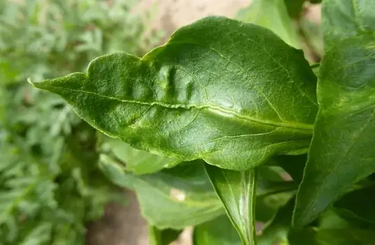 Leaf