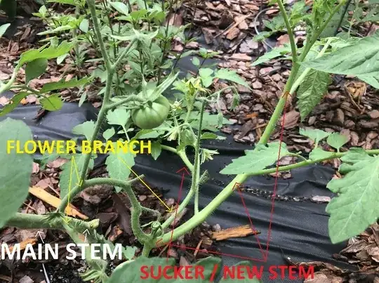 Picture of a Black Krim tomato plant showing the mentioned suckering and new stem growth.