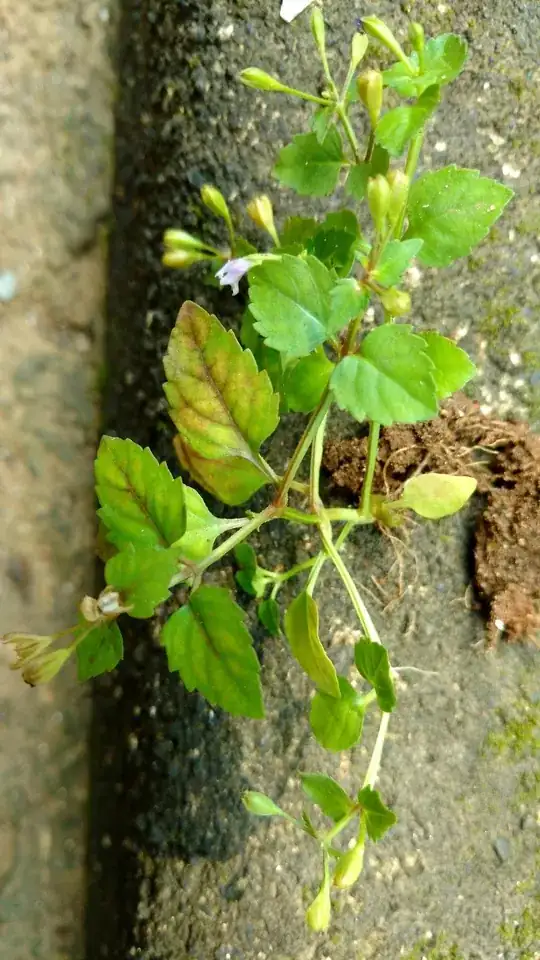 One small plant sample
