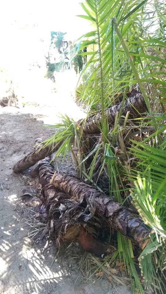 Palm tree I would like to use for Hugelkultur