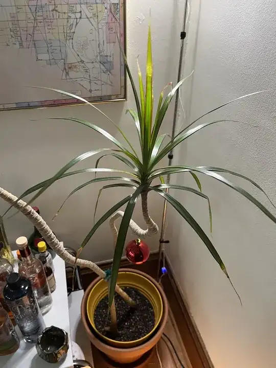 dracaena