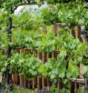 Espalier grapes