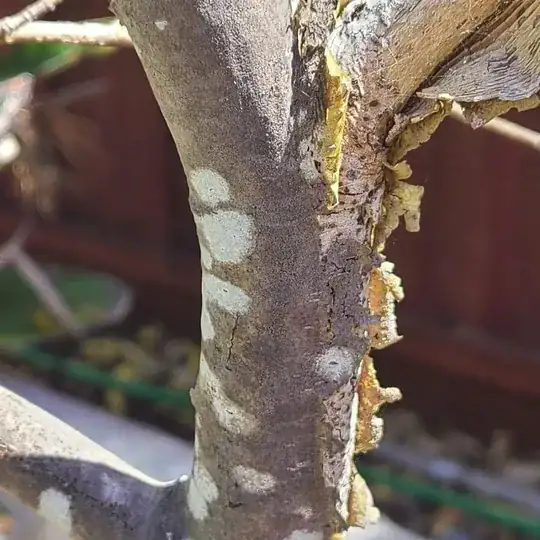 purple beech tree with peeling bark