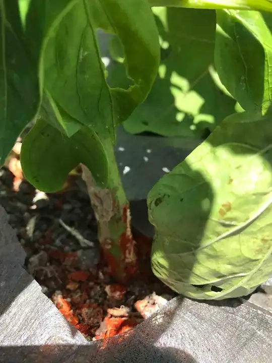 survived bell pepper plant