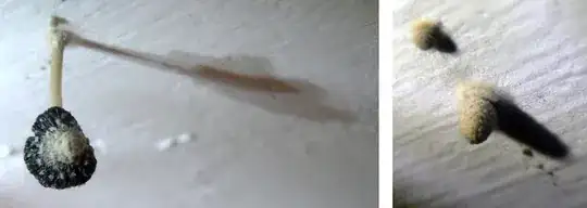 Pictures of more specimen