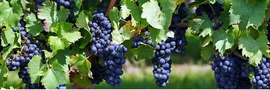 Horizontal vines make for big harvests