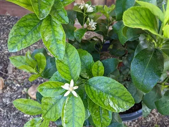 Close up of new growth 2