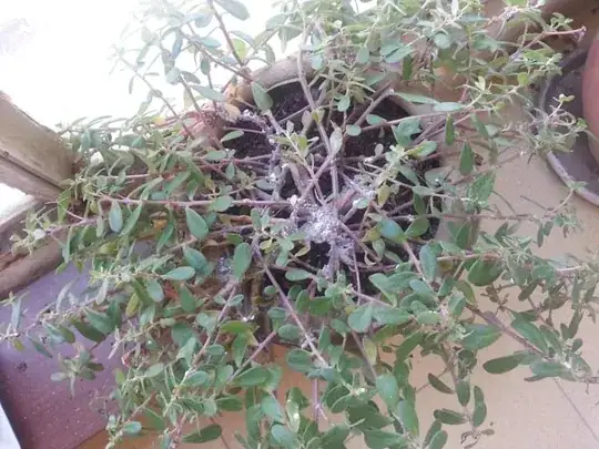 the plant from above