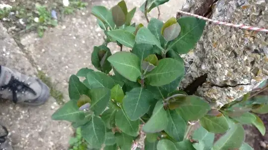 Leaves turning purply/brown