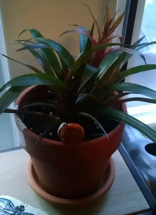 Small Brom Full View pic1