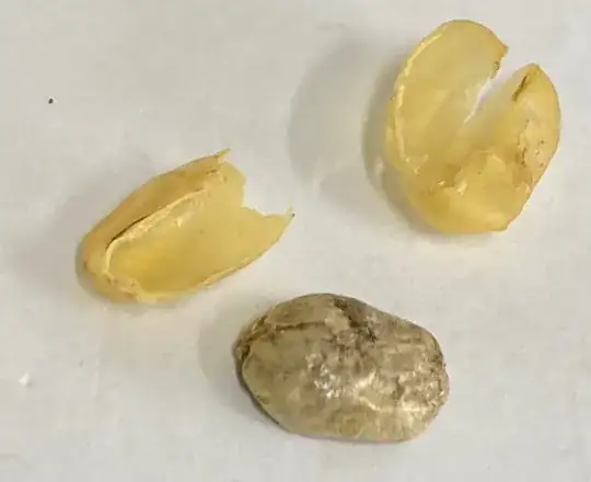 an old, dry (and rotten) coffee bean and its very hard shell