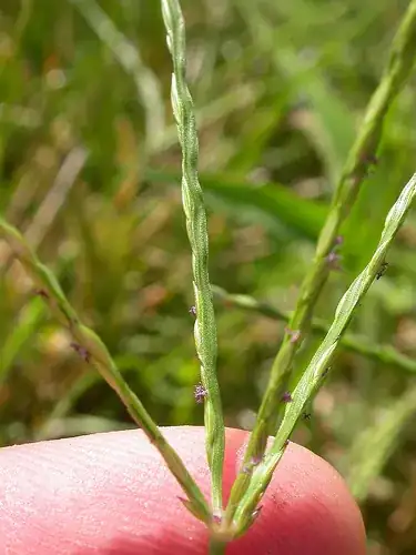 Digitaria sanguinalis