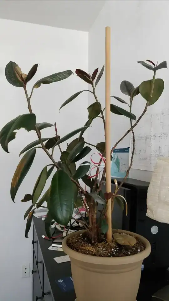 problematic Pheadrus