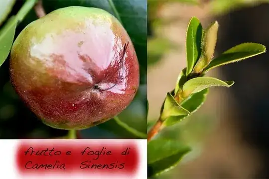 camelia sinensis