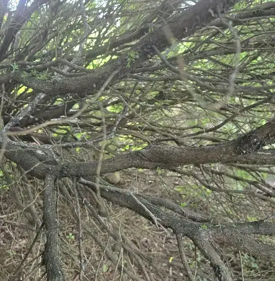 closer view of inside branches with leafs