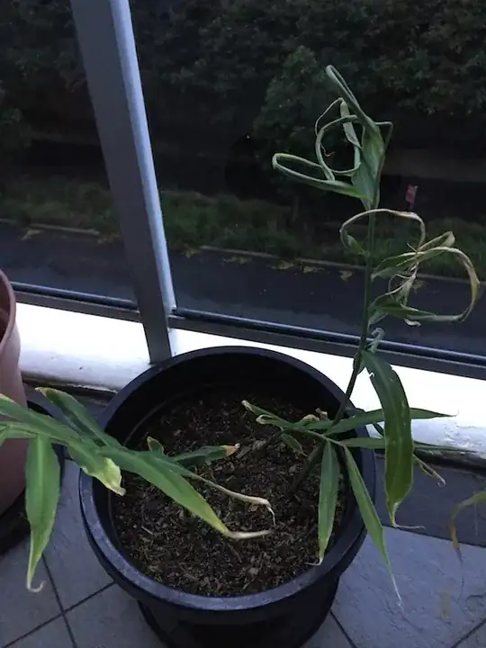 Ginger plant without dry leaves