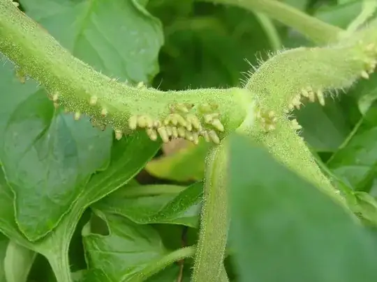 Infections on tomato stems