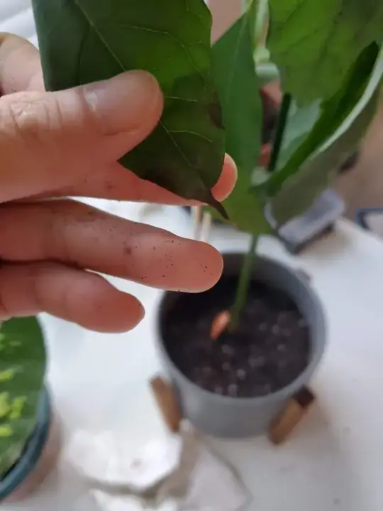 enter image description here