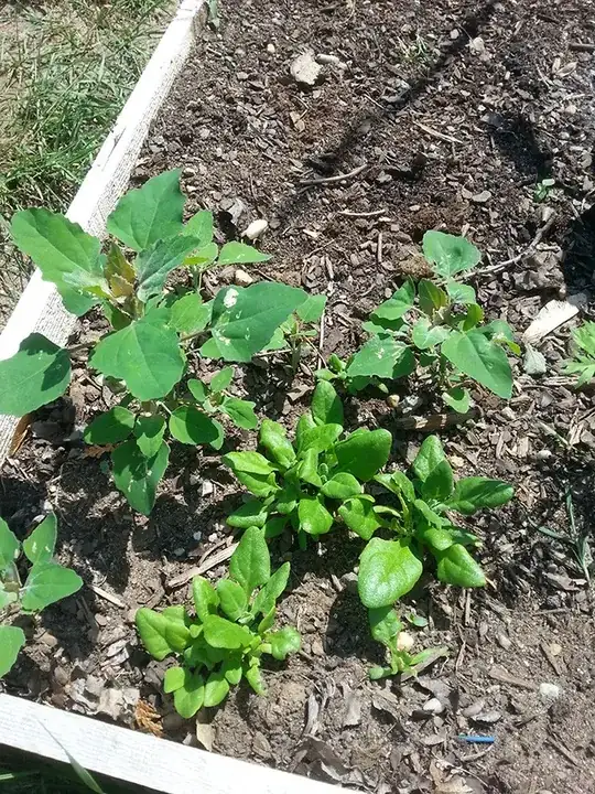 And here's everything