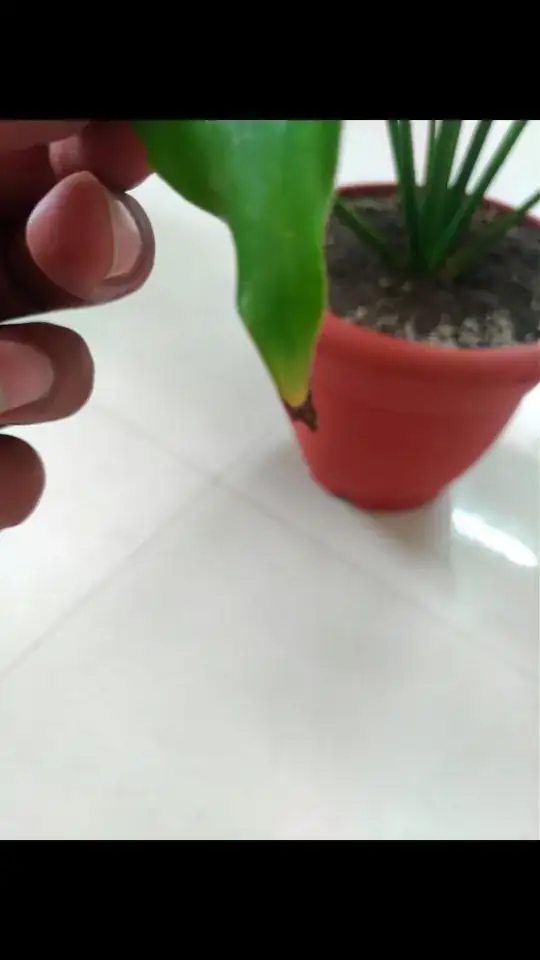 leafs of every plant is tunnig brown 