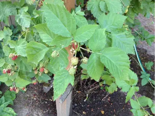 unripe showing leaves