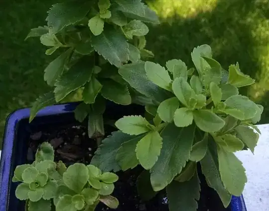 After outdoor transplant