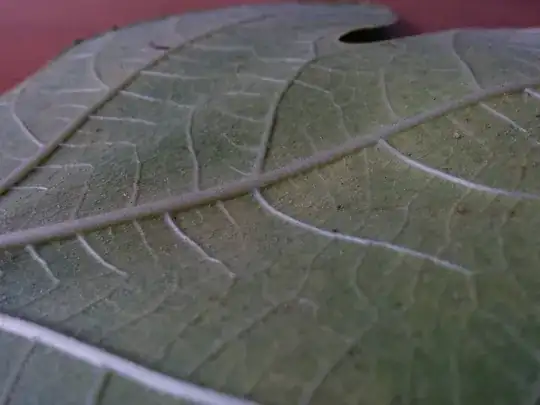 Reverse of fallen leaf. Notice tiny white dots.