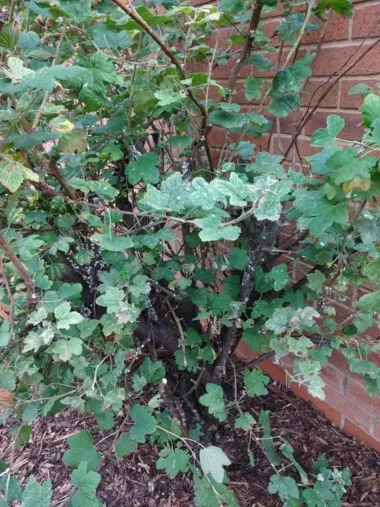 diseased flowering currant