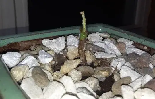 Bur Oak sprout 1/26/2024