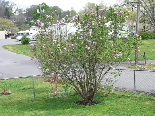 Lilac Bush