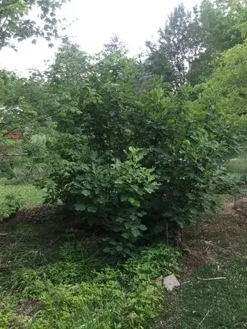 The fig tree in question