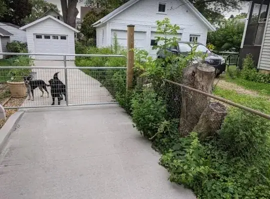 Fence for raspberries?