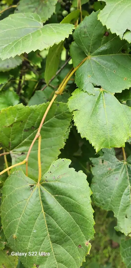 mystery tree leaves