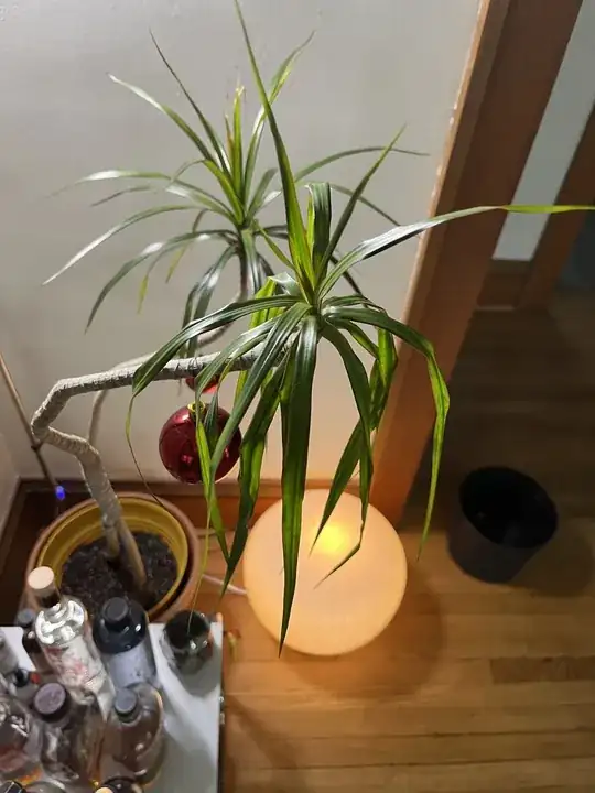 dracaena
