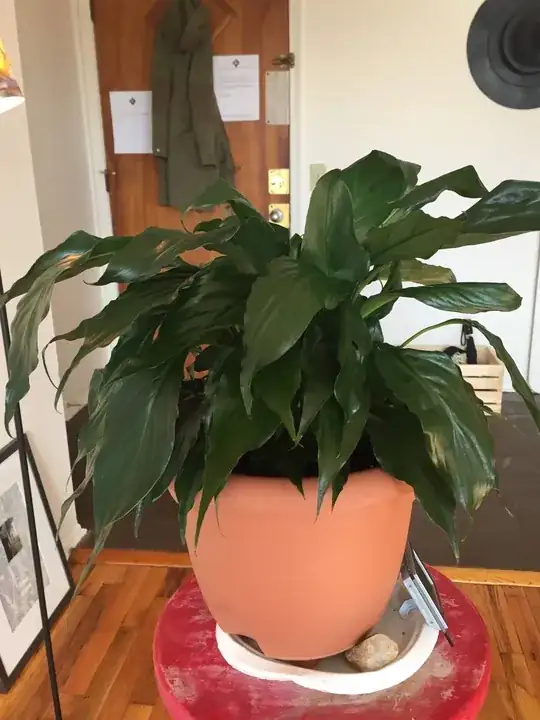 droopy peace lily