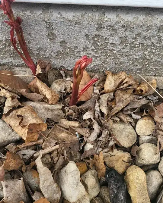 its growing red stems and kinda creepy red leaves