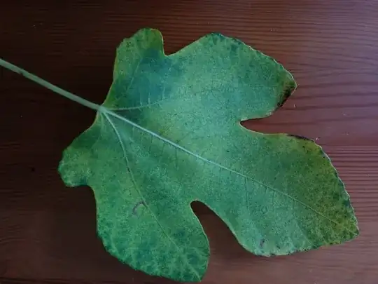 Fallen sick leaf from fig