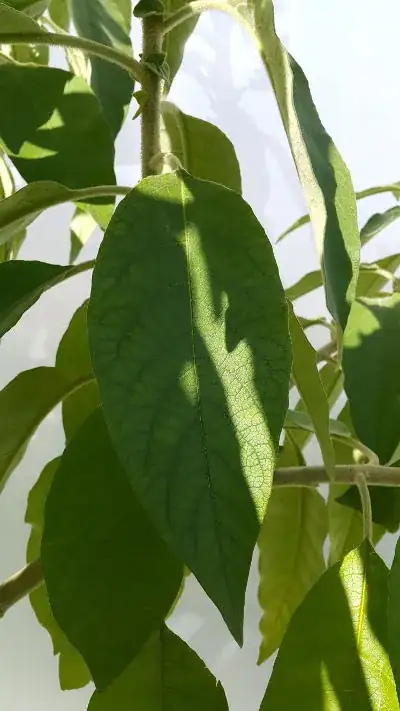 Closeup of Leaves