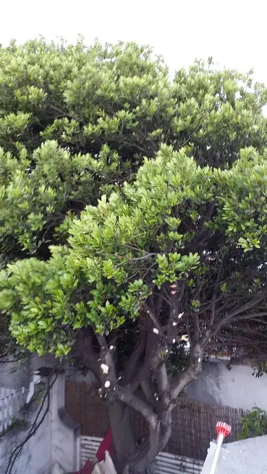 View from my roof (bamboo fence behind is 2m tall)