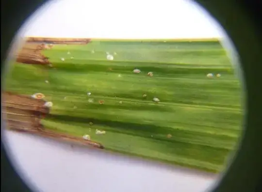 The tip, which usually starts to dry