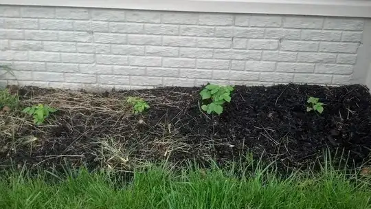 All 4 raspberry plants