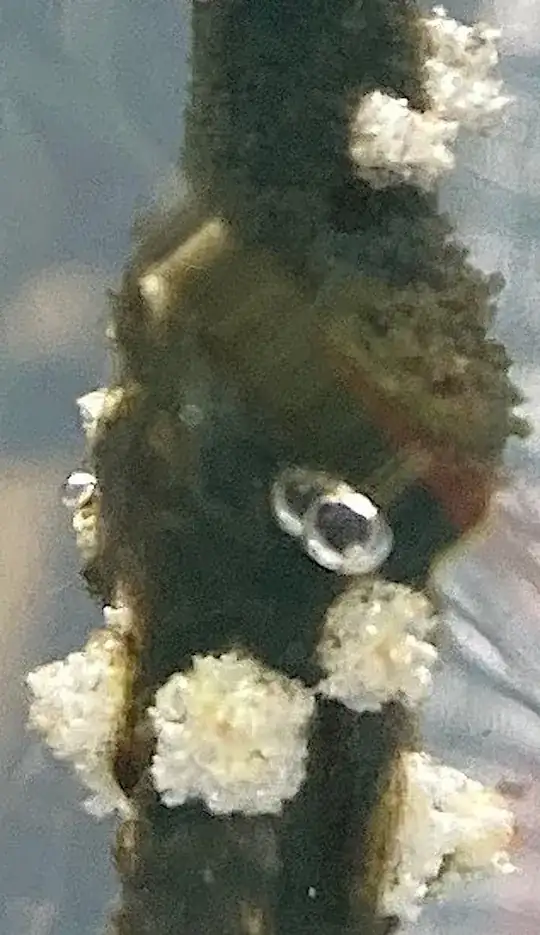 these cuttings won't grow roots, but these little white "buds" appeared after 2 months