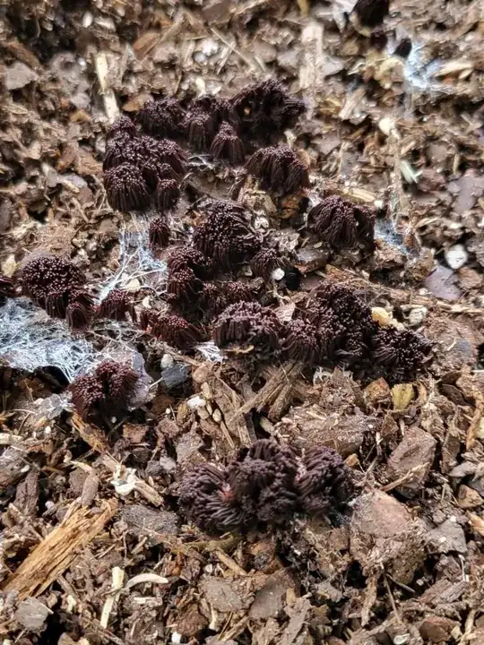 a closeup view of the mysterious slime mold with its dark brown, rodlike vertical clusters