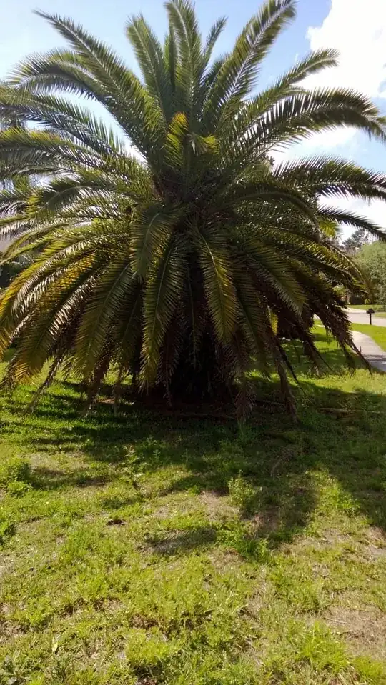 Click photo for full size palm tree
