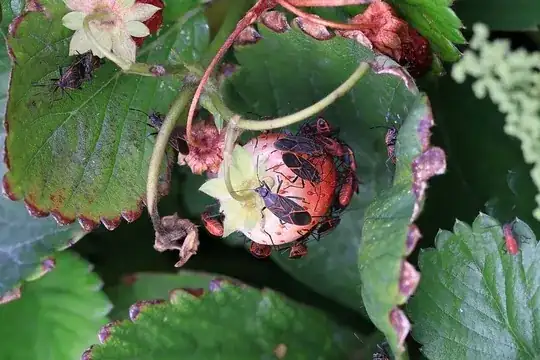 Bug eating strawberries